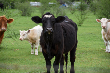 Obraz na płótnie Canvas Curious Cow - Goliad Texas