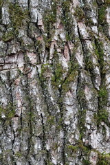 Closeup of tree bark with green moss