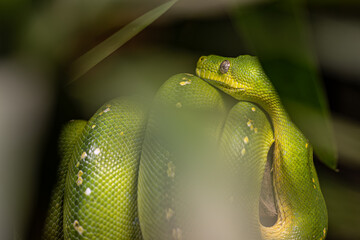 A green python curled up on a branch.