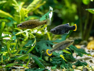 Gudea orange fish in an aquarium.