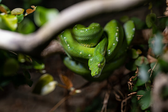 A green python curled up on a branch.