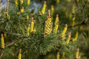 Small young pine cones, spring pine blossom