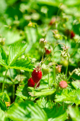 Red wild strawberries. Organic berries.