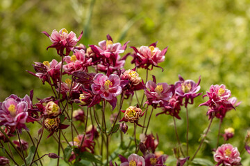 Tender purple pink white aquilegia bells flowers on the sunny weather.