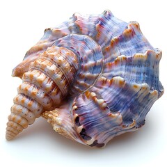 Fototapeta premium Colorful seashell isolated on white background with shadow. Sea shell isolated. Colorful salt water seashell top view. Seashell flat lay