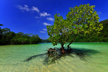The mangroves forest that grow up on the white sand beach and the clear turqouise sea. (Normally it...