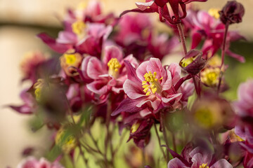 Tender purple pink white aquilegia bells flowers on the sunny weather.