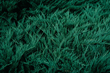 Dark green Juniper bush branches