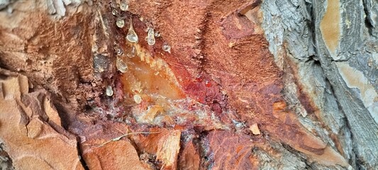 Pine tree wound and resin