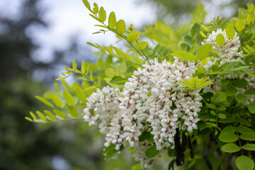 Beautiful spring background with white flowers. White flowering branches of Black locust or Robinia pseudoacacia