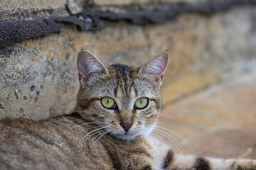 Cute funny young tabby cat relaxing on on the path near the house