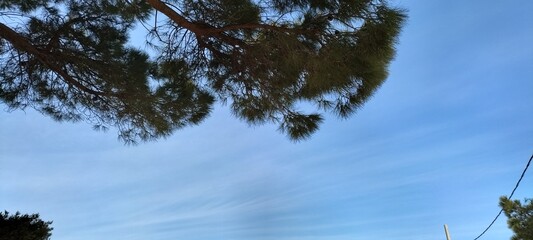 A pine tree and the sky