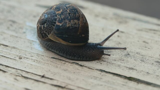Snail on yellow painted wood moving slowly 