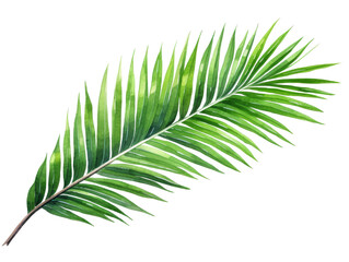 Watercolor coconut leaves branch clipart isolated on transparent background
