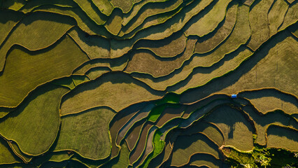 Morning Aerial view of Padi Field in Sumba, East Nusa Tenggara, Indonesia