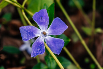 Beautiful purple flowers of vinca minor