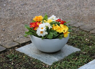 Bunte Primeln in Pflanzschale auf dem Friedhof
