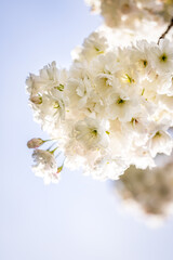Beautiful nature scene with blooming white cherry tree in spring
