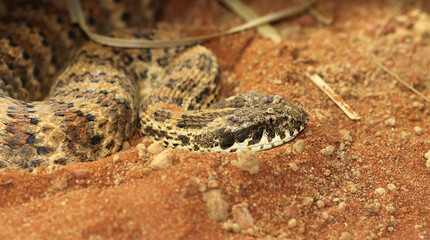 Gewöhnliche Todesotter - Common death adder