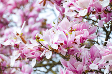 Obraz premium Spring blossom pink Magnolia stellata with big flowers and small green leaves