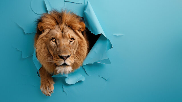 A majestic lion's head emerges powerfully through a torn blue paper wall, symbolizing breakthrough and strength