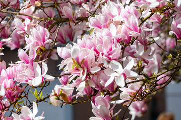 Spring blossom pink Magnolia stellata with big flowers and small green leaves