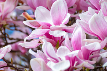 Spring blossom pink Magnolia stellata with big flowers and small green leaves