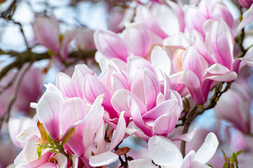 Spring blossom pink Magnolia stellata with big flowers and small green leaves