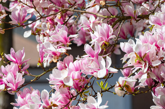 Spring blossom pink Magnolia stellata with big flowers and small green leaves
