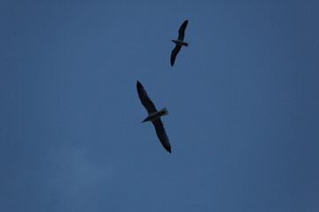 Two seagulls fly with cloudy sky