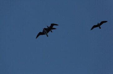 Three seagulls fly with cloudy sky