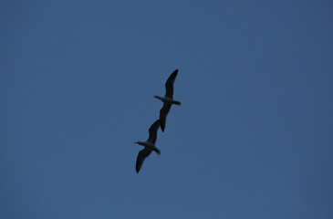 Two seagulls fly with cloudy sky
