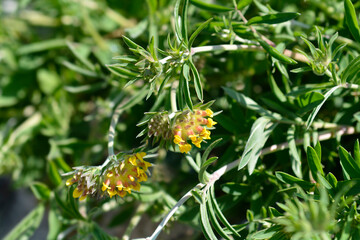 Common kidney vetch flowers
