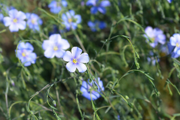Common flax flowers