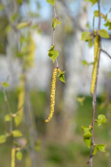 Common birch branch with flowers