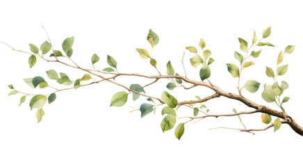 Watercolor green leaf branch clipart isolated on transparent background