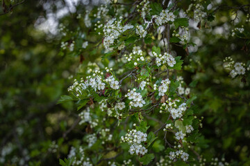Beautiful spring scene with hawthorn tree blossom