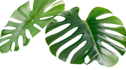 green monstera leaf isolated
