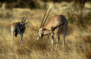 Oryx beïsa, Oryx beisa, Parc national de Samburu, Kenya