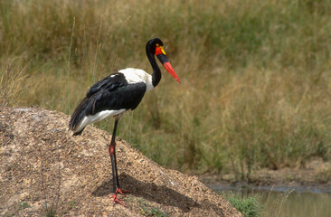 Jabiru d'Afrique.Ephippiorhynchus senegalensis, Saddle billed Stork, Afrique du Sud