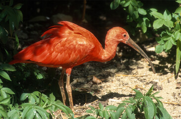 Ibis rouge,.Eudocimus ruber, Scarlet Ibis