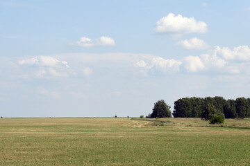 Fototapeta premium Rural summer landscape - a forest on the horizon, a farmer's field with a road going beyond the horizon