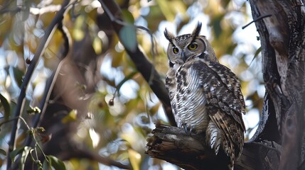 Obraz premium Great Horned Owl perched in a tree