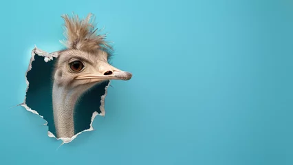 Fotobehang The head of an ostrich presents itself through a ragged paper edge, with an inquisitive expression in its eyes © Fxquadro