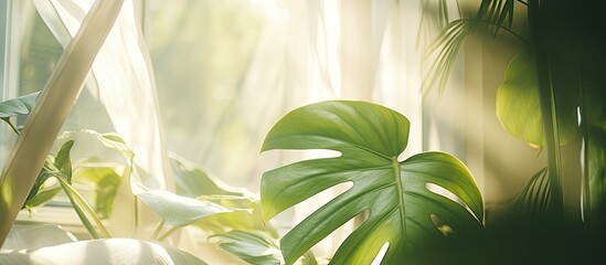 A terrestrial plant is basking in the sunlight streaming through the curtains of a window. The elegant palm tree is a beautiful addition to the natural landscape