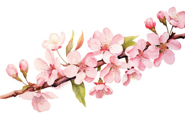 Watercolor blossom branch clipart isolated on transparent background