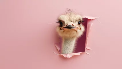 Foto op Plexiglas A curious ostrich pokes its beak through a neatly torn hole in a pink paper, with a comical effect © Fxquadro