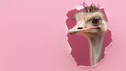 Fotobehang A humorous image of an ostrich inspecting the scene, as it breaks through a perfectly pink background © Fxquadro