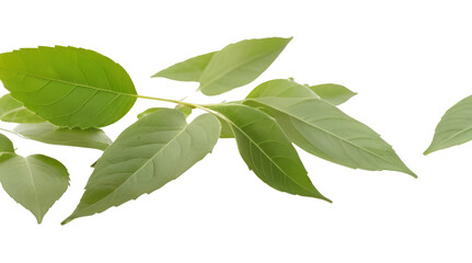 green leaves isolated on white background