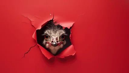 Keuken foto achterwand The startled gaze of an ostrich set against a red paper tear, perfect for adding humor © Fxquadro